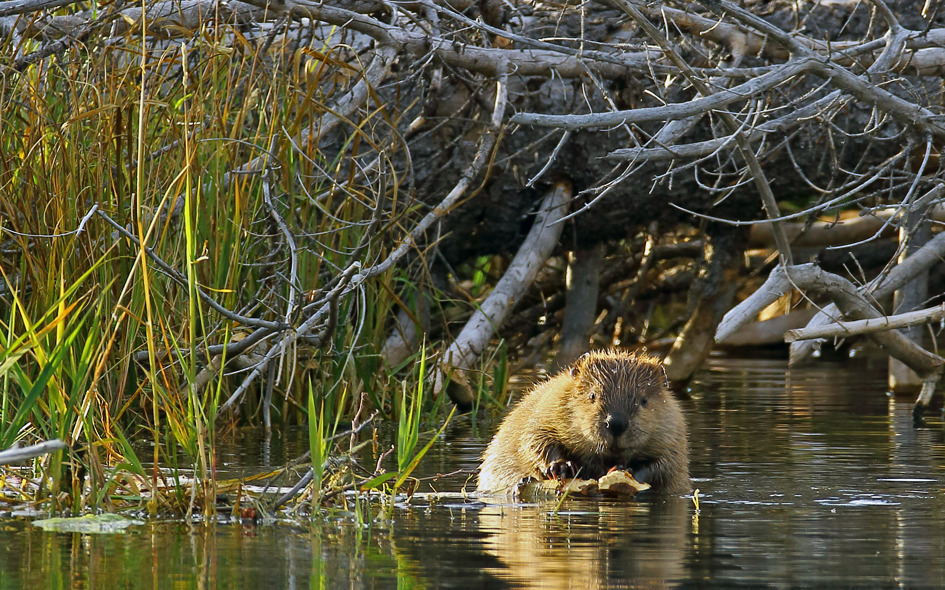 Wuskwatim is Cree for Beaver Dam